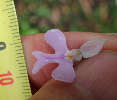 Impatiens hochstetteri