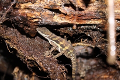 Anolis aquaticus