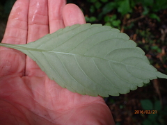 Impatiens hochstetteri