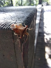 Elasmucha fengkainica