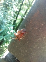 Elasmucha fengkainica