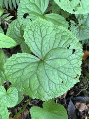 Ligularia stenocephala