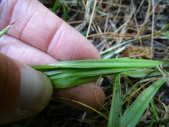 Carex cephaloidea