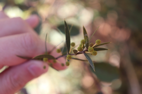 Image of Acacia siculiformis by (c) Liam southwell, some rights reserved (CC BY)