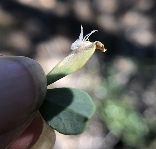 iNaturalist observation photo of Typical Leafhoppers