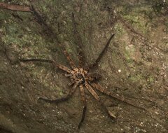 Heteropoda distincta