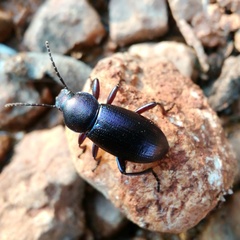 Helopini
