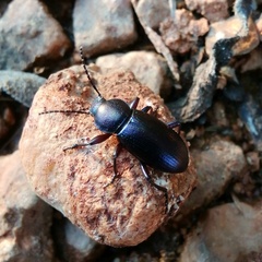 Helopini