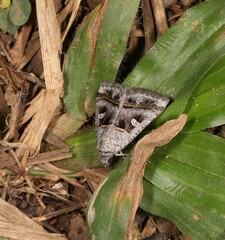 Acantholipes juba