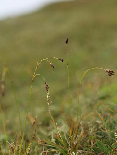 Carex misandra iNat (3)
