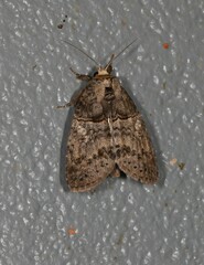 Archigargetta amydra