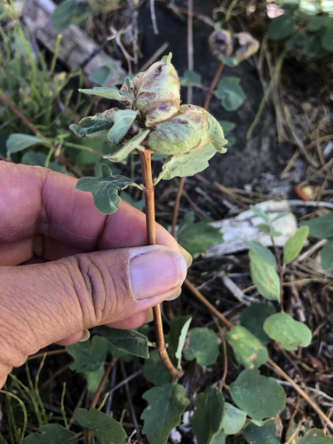 iNaturalist observation photo of Snowberry Sawfly