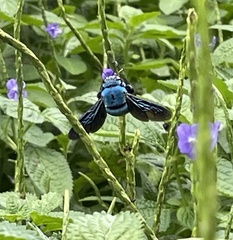 Xylocopa caerulea