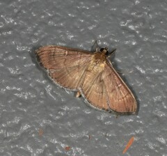 Pramadea lunalis