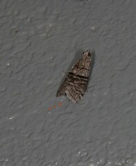 Ctenomeristis subfuscella