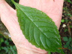 Impatiens hochstetteri