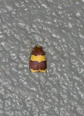 Heterallactis phlogozona
