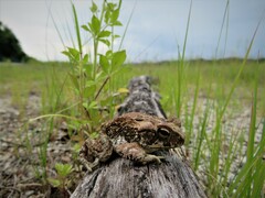 Incilius marmoreus