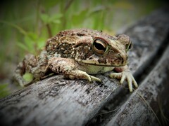 Incilius marmoreus