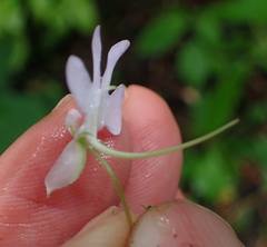 Impatiens hochstetteri