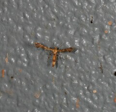 Nippoptilia cinctipedalis