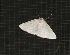 Oenochroma infantilis