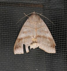 Ophiusa hituense