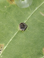 Neuroterus albipes