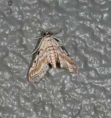 Parapoynx dentizonalis