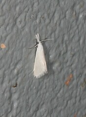 Patissa stenopteralis