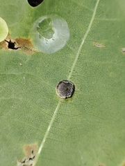 Neuroterus albipes