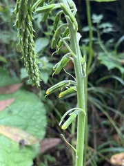 Ligularia stenocephala