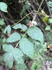 Rubus incanus