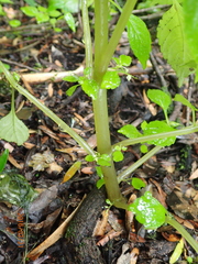 Impatiens hochstetteri