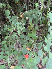 Rubus incanus