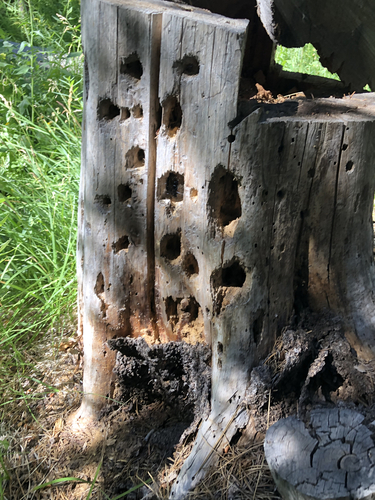 iNaturalist observation photo of Pileated Woodpecker