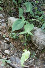 Philodendron camposportoanum