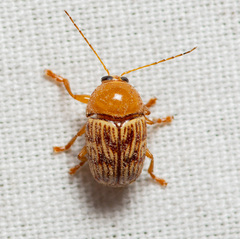 Cryptocephalus fulguratus