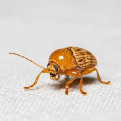 Cryptocephalus fulguratus