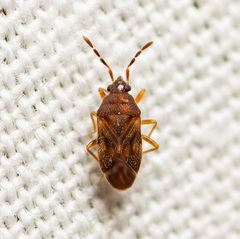 Antillocoris discretus