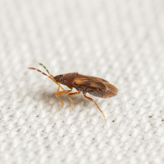 Antillocoris discretus