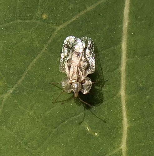 iNaturalist observation photo of Corythucha