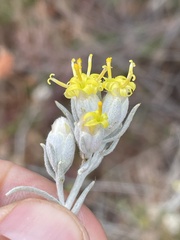 Tetradymia comosa