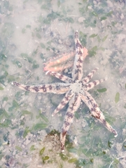 Luidia maculata