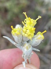 Tetradymia comosa