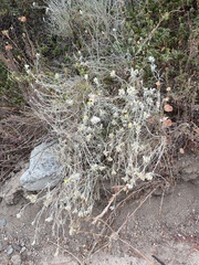 Tetradymia comosa
