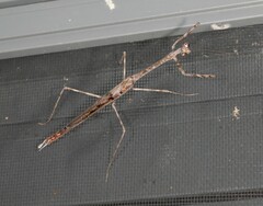 Austrovates variegata