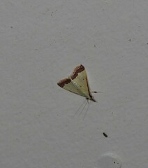 Autocharis hedyphaes