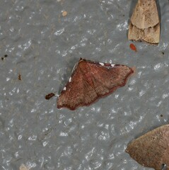 Corgatha dichionistis