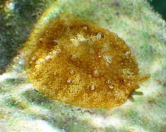 Pleurobranchus areolatus image